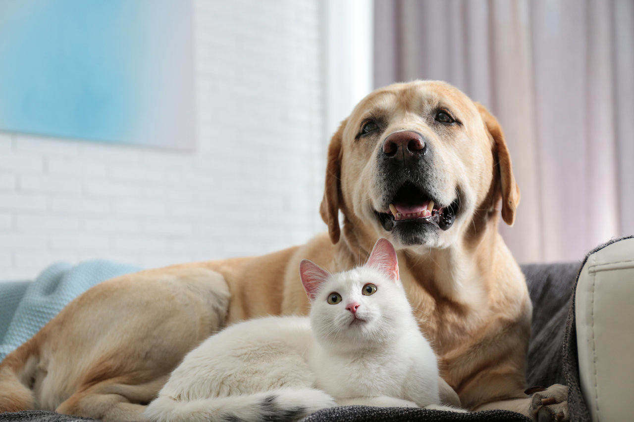 Pets: Caring for Our Furry Little Companions