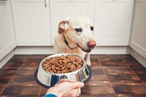 Online dog food, treats and toys