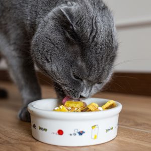 The Importance of  Safe Treats and Toys for Your Pet Cat