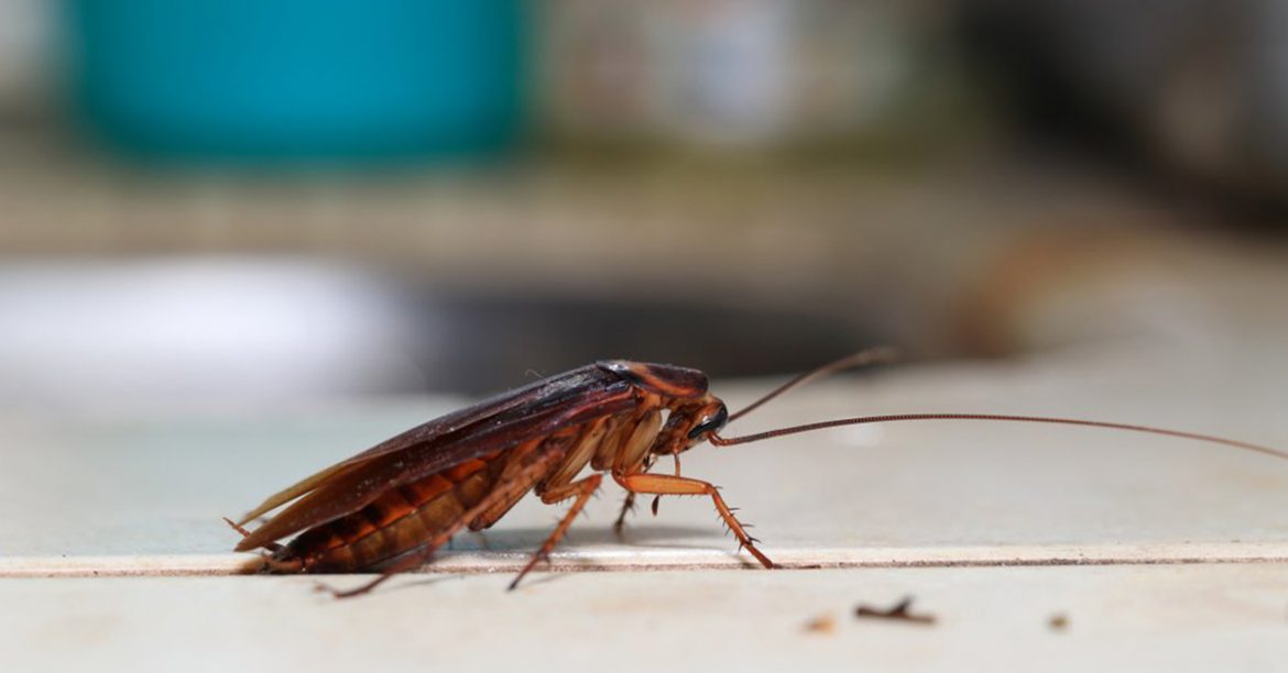 5 Effective Tips to Prevent Pests from Your House in Texas
