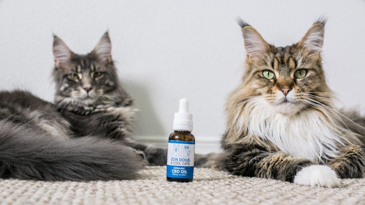 How to keep your cat calm during storms using CBD chews?