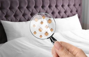 Four bed bug control methods used by professionals