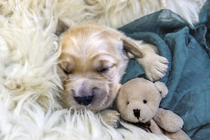 9 Things You Need to Buy for a New Puppy