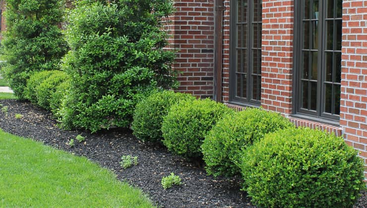 5 Tips for Maintaining Your Shrubs