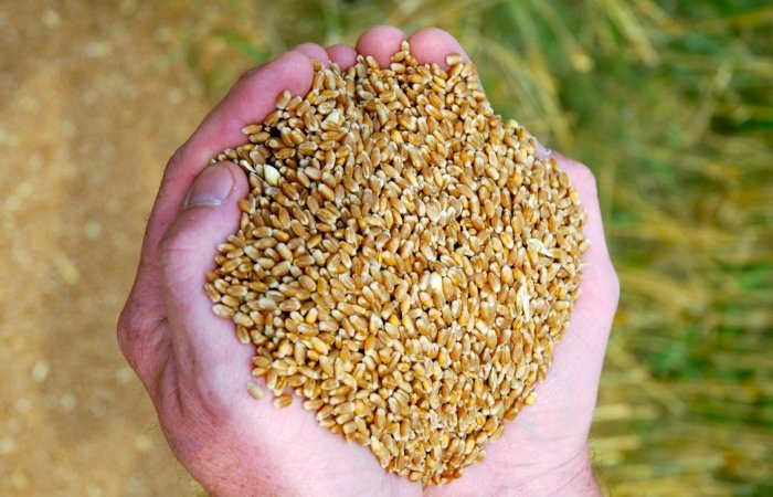 Tips To Improve Grain Marketing To Boost Sales